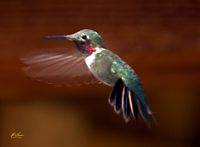 Broad tailed Hummingbird